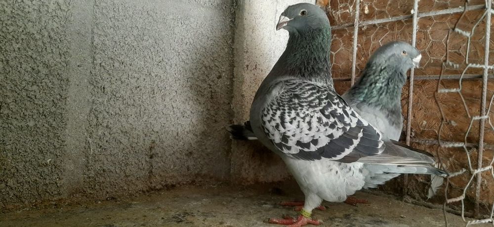 Porumbei standard