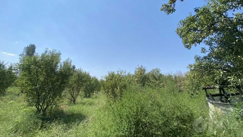 Namangan tuman mullakuding qishlog’i 35 sotik bodomzor