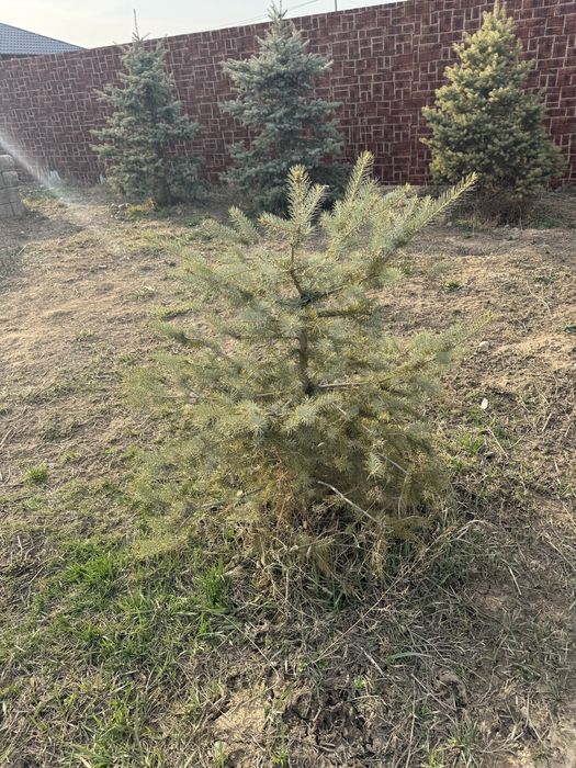 Продам Елки.район туздыбастау