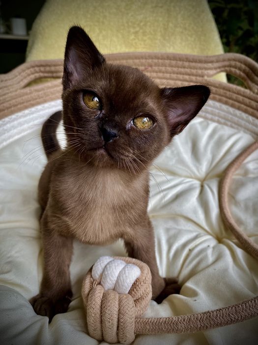 Европейская Бурма