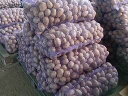 Семина картофтель Пароли