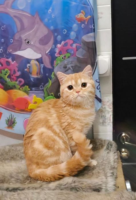 Шотландский котик из ПрофПитомника