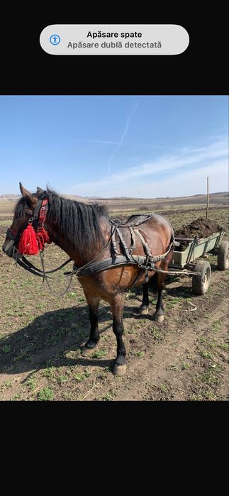 Iapa de 4 ani cu caruta