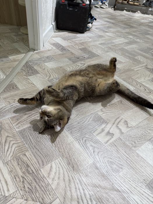 Отдам кошку бесплатно скотиш страйт, не стерилизованная