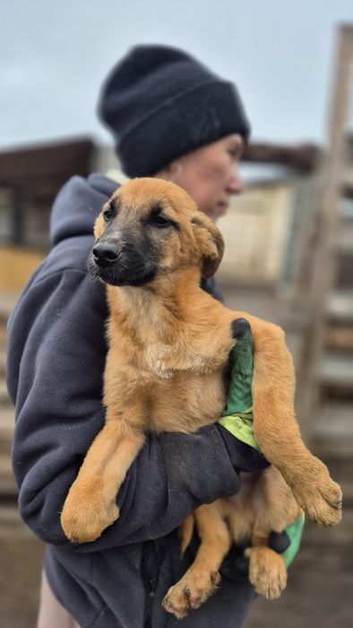 Отдам щенка в добрые руки