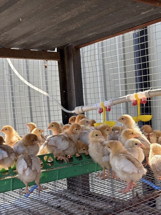 Цыплята Ломан Браун разного возраста.Отправлю в любой регион.