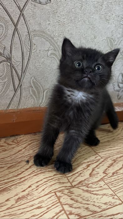 Шотландская кошка