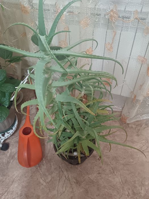 Продам не дорого кактус