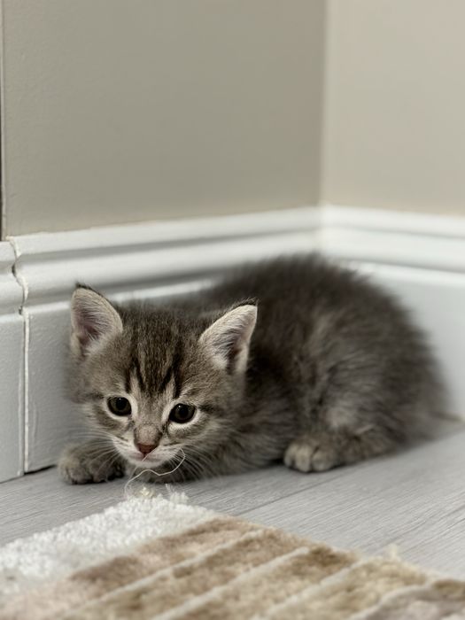 Котенок сатылады