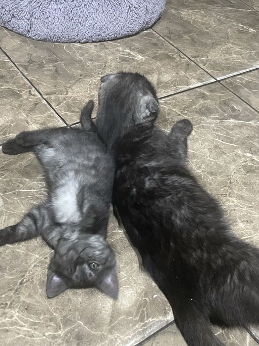 Скотиш страйт котята