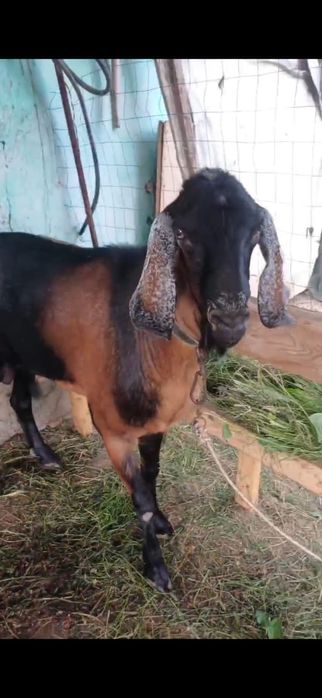 Vând țap angronimbian