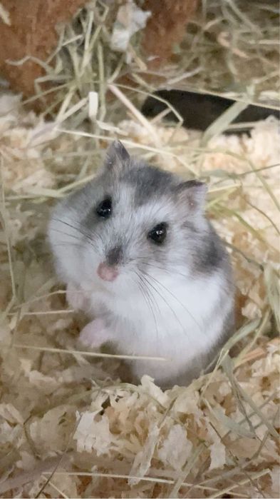 Hamsteri in adoptie