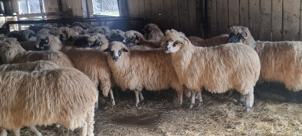 20 Oi breze de vânzare și pe ales