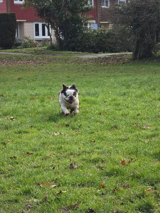 French bulldog for new home