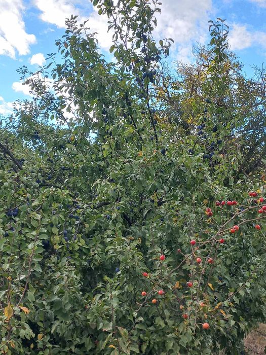 Prune grase culese pentru țuică
