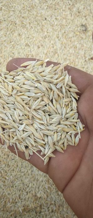 Urluiala cu cereale din recolta 2025