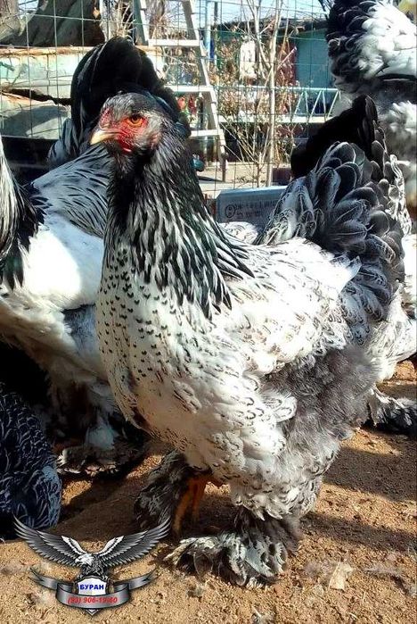 Брама тёмный пух точкалик жужалар сотилади.