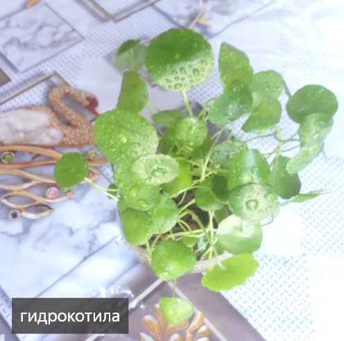 аквариумные растения