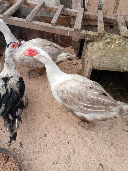 Индоутки селезни от 9 месяцев