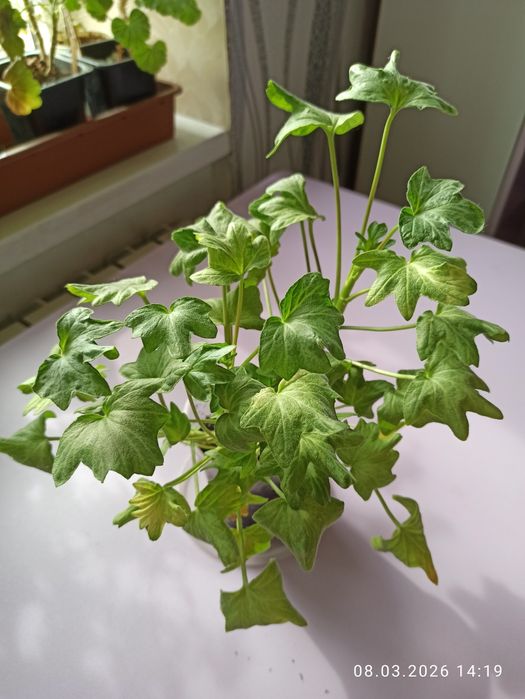 Пеларгонии, герани продам