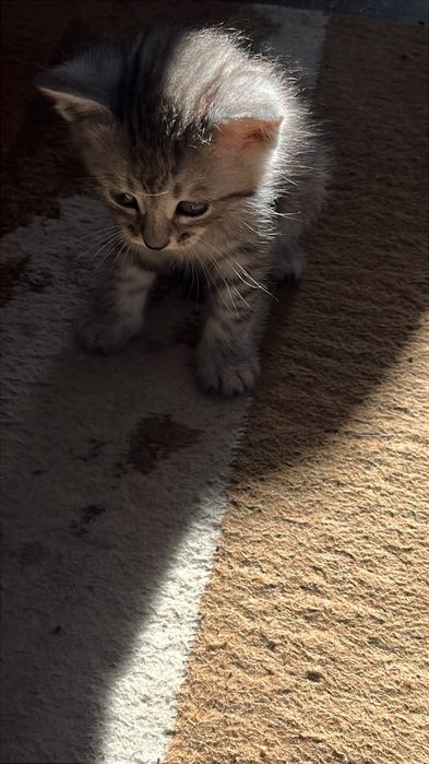 Отдам котят в добрые руки