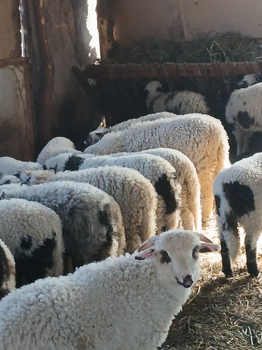Vind 103 oi cu miei mari și frumoși
