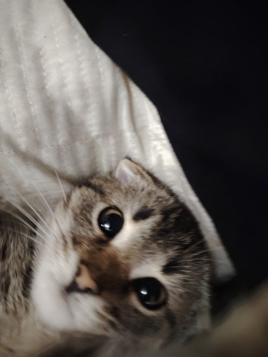 Мысык в доброе руки, тегын мискасымен, Бала мысык