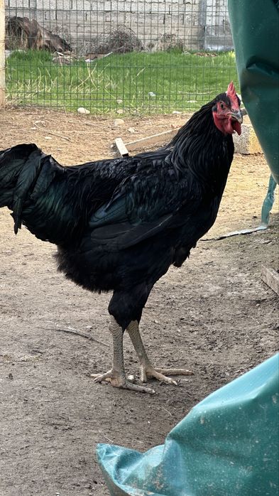 Гигант кора шахзода хурозлари