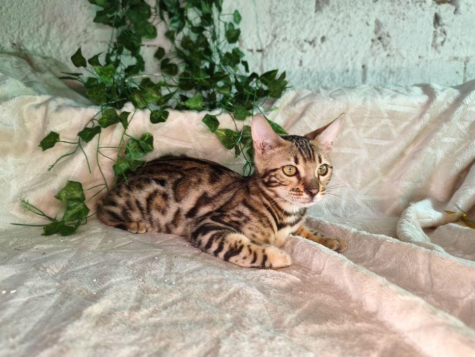 Vand fetita Bengal