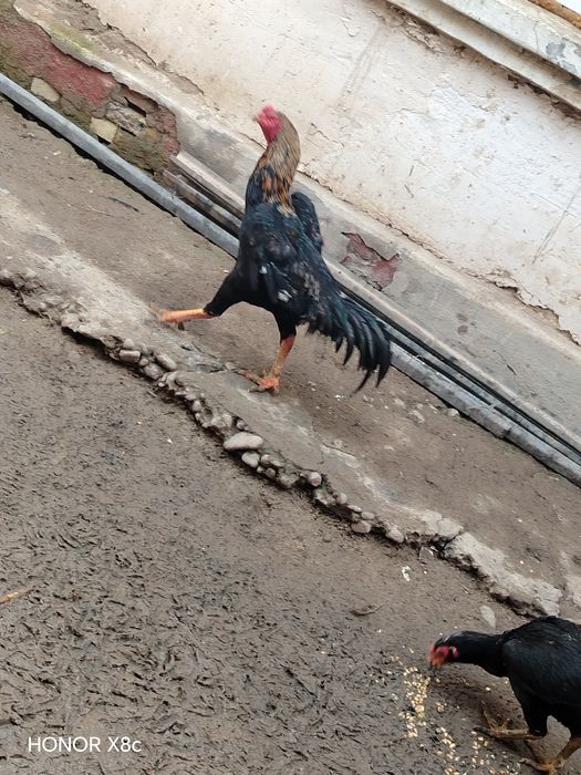 Сотилади дакан хороз