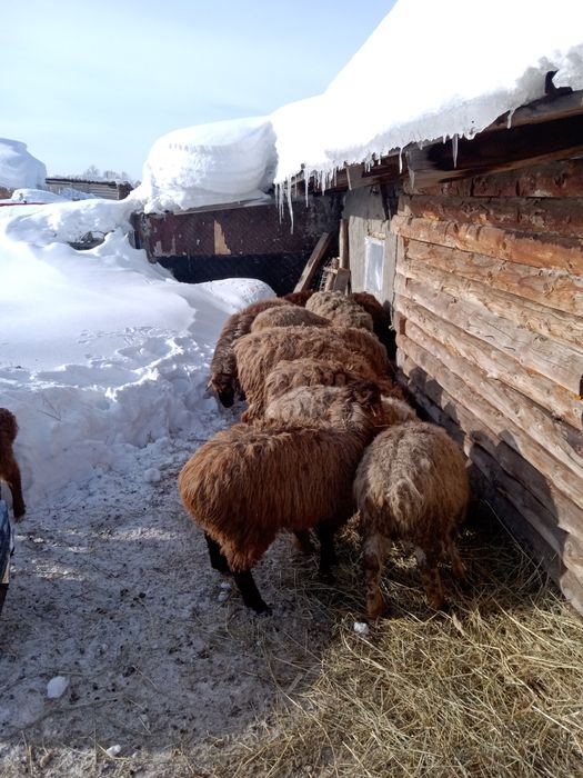 Продам баранов и ярок