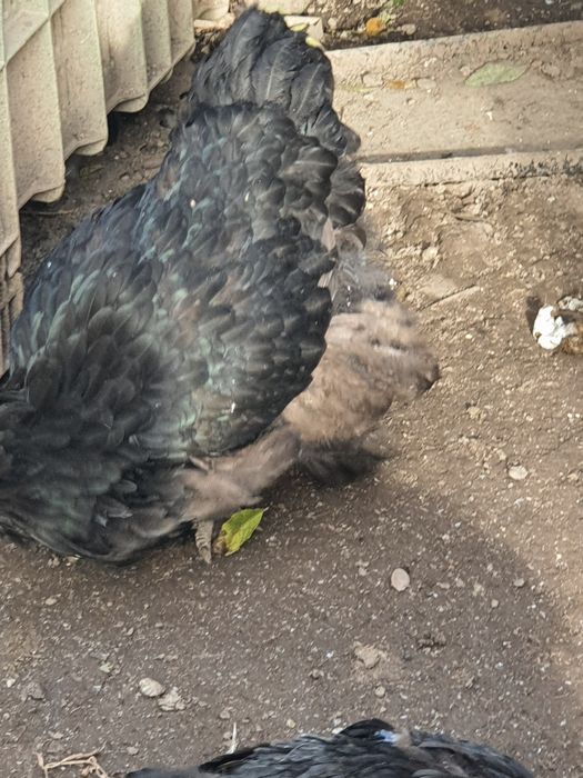 gaini brahma de vanzare