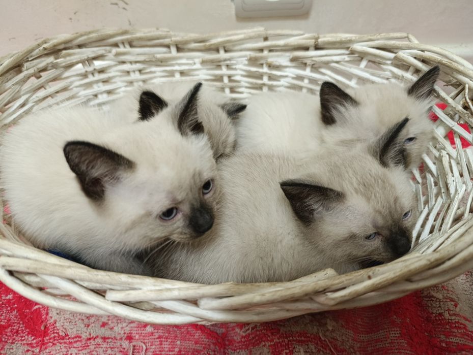 Кошка с котятами ищет семью