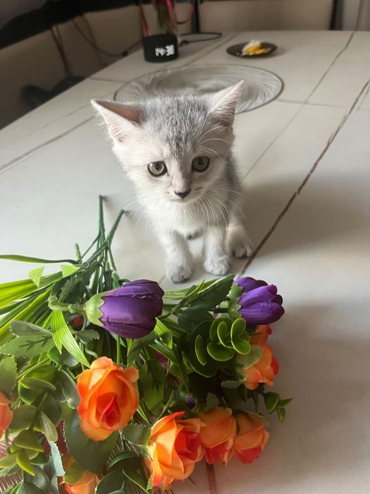 Животные кошки .