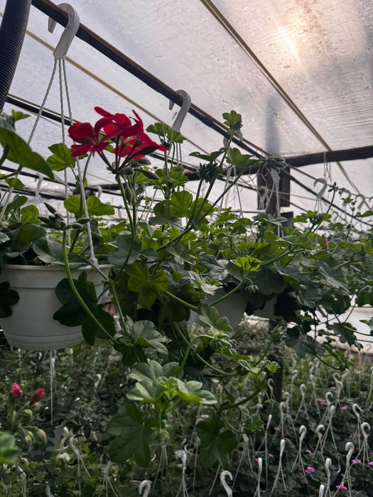 Flori muscate tiroleza, cu floarea batuta si simpla dreapta