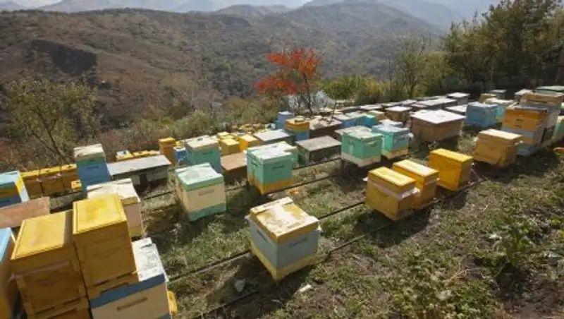 На100%ящий мёд Каскелен