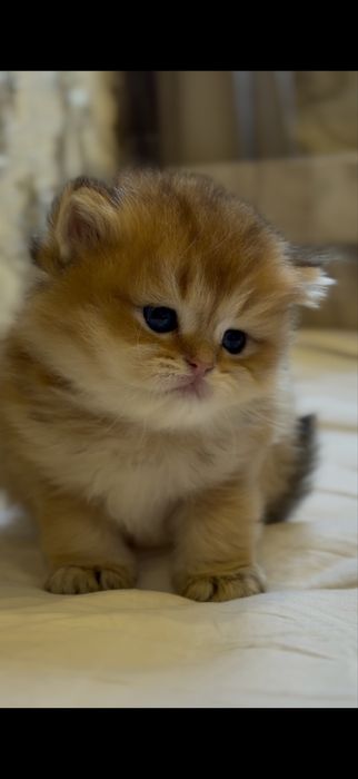 Золотая шиншилла! Чистокровные Британцы. Мальчик