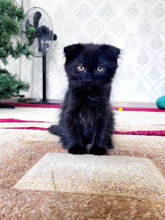 Котёнок 2 месяца