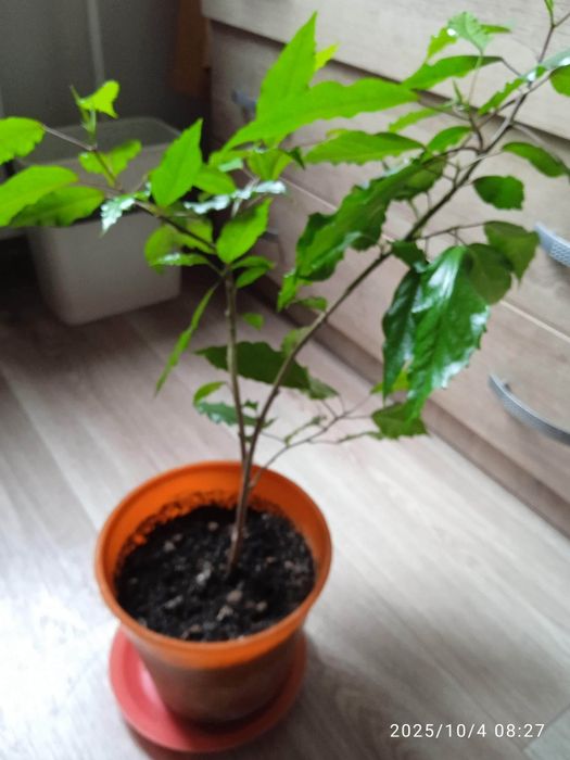 Продам цветы, рассаду.