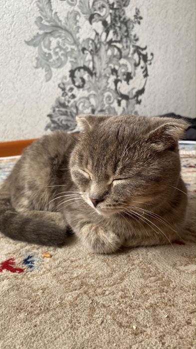 отдам красивую кошку