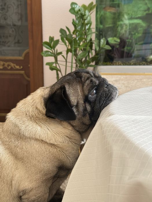 mops pops для вязки