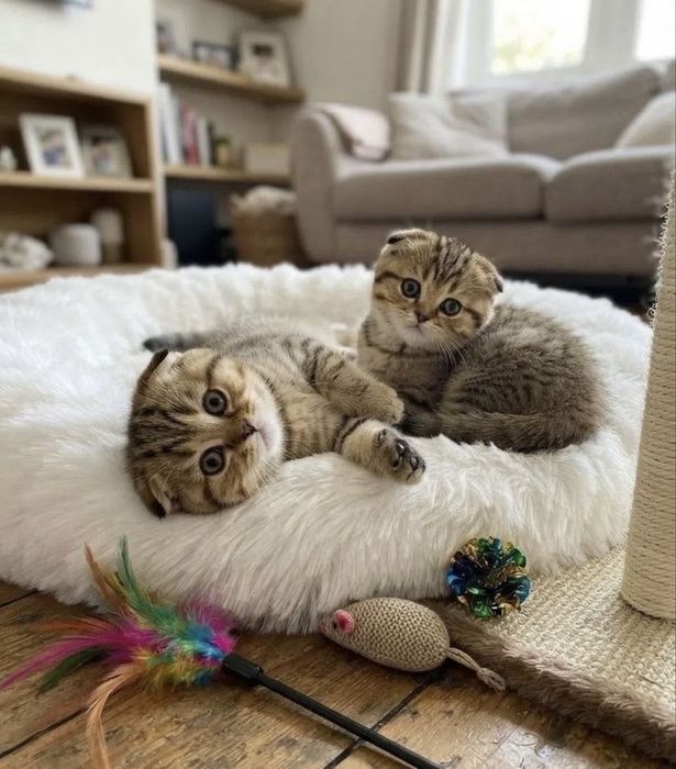 Вислоухие Британские котята