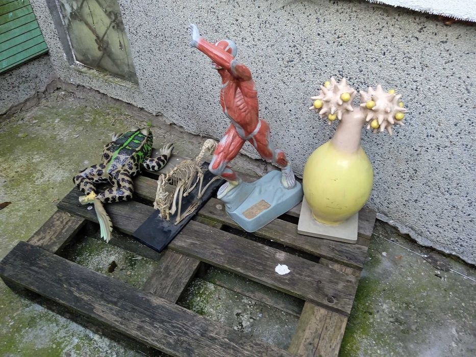 Препариран скелет на заек учебно помагало истински