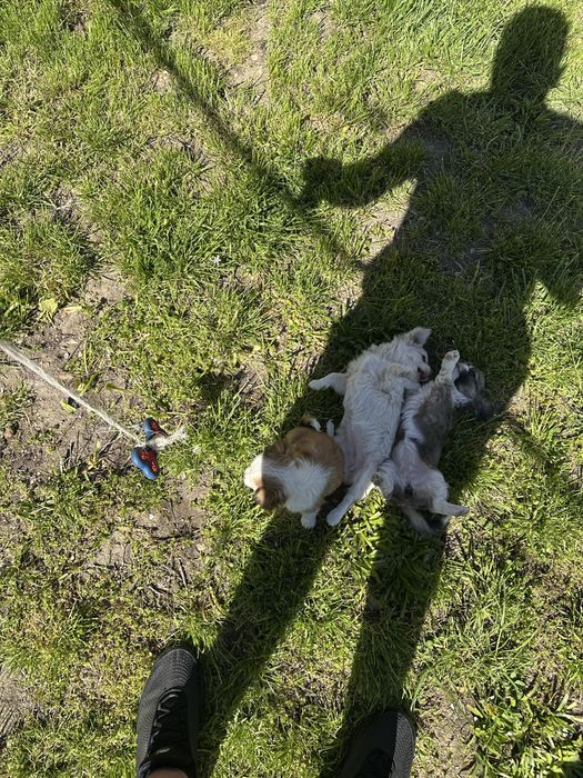 Кученца чихуа-хуа за повече информация на лично или на тел: 0887890080