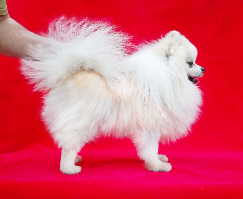 Немецкий Шпиц Померанский   . С документами .