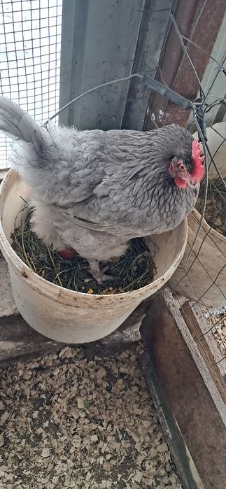 Gaini marans Onești Bacău