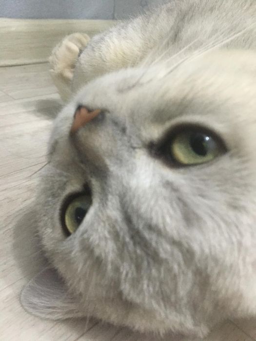 Кот британский 3 года