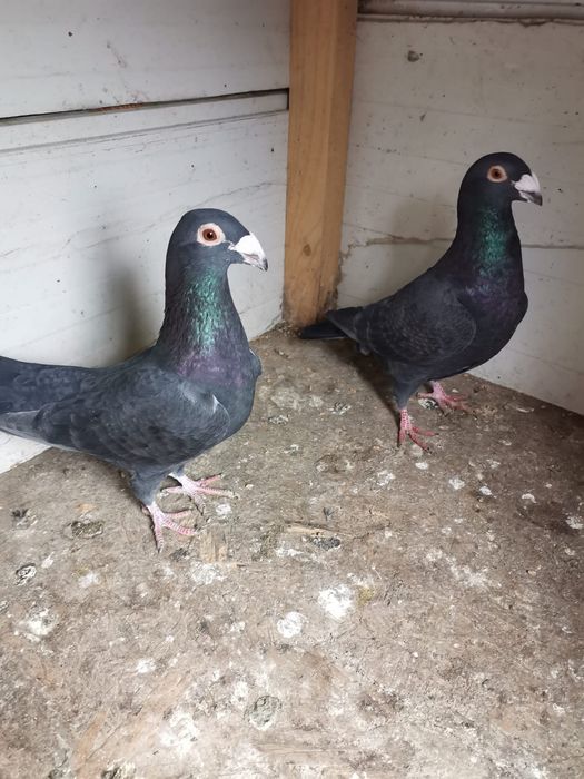 Vând porumbei voiajori italieni și voiajori stil vechi.
Preț 300 lei p