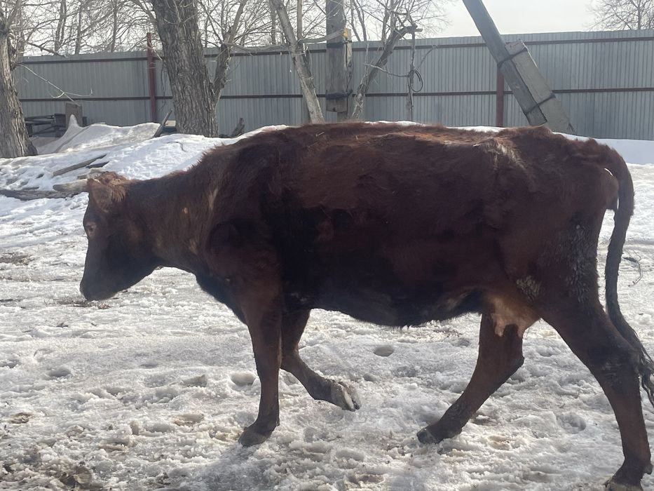 сиыр сатамын бузауымен бырге