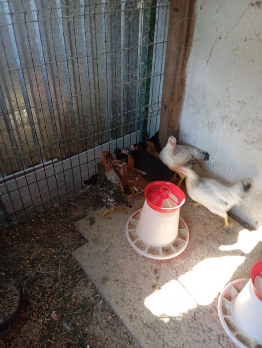 10 pui de 2 luni (Marans metis)